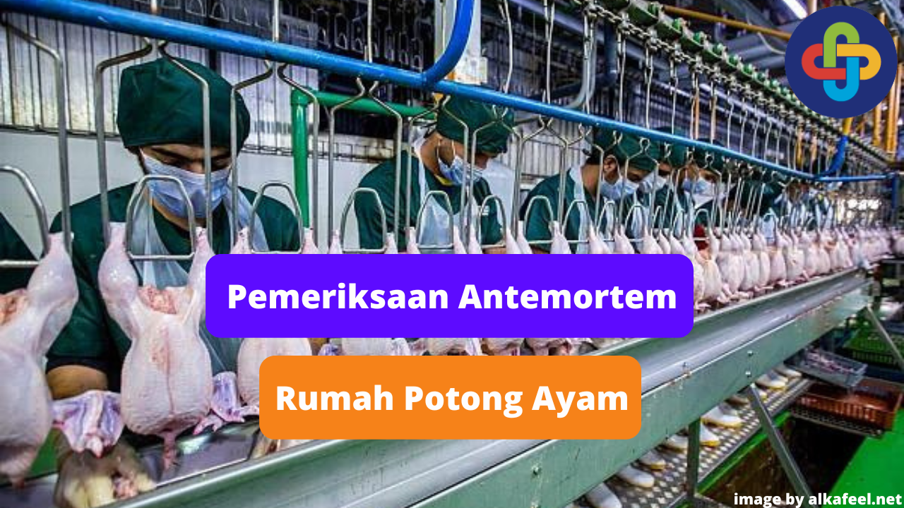 Berikut Pentingnya Pemeriksaan Antemortem di Rumah Potong Ayam (RPA)